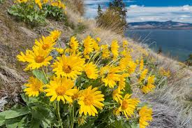 Arrowleaf Love - A Symbol of Home and Rhythm